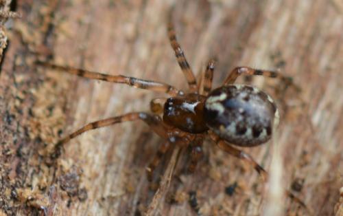 Réf. 311 253 : Enoplognatha mandibularis